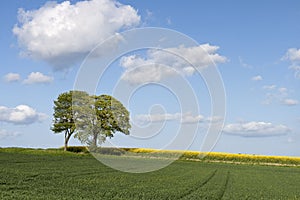 Trees at the Rapeseed Field