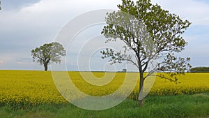 Trees in the rapeseed field