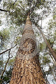 The trees reach the sky