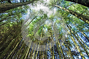 Trees Reaching for the Sky