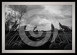 Trees ready to planting