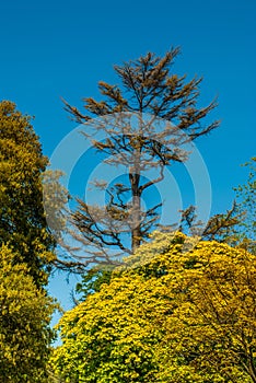 Trees that receive bright sunlight in the spring