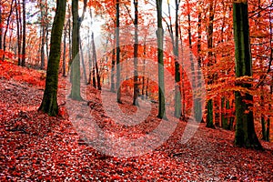 Trees with red autumn leafs in Sonian Forest