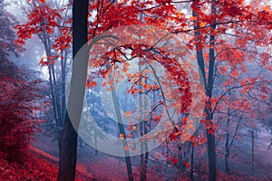 Trees with red leaves in blue mist