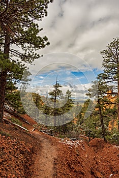 Trees and the red sandy rocks at the Red Canyon in the Dixie National Forest, Utah, USA