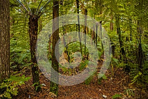 Trees in a red wood forest