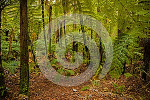 Trees in a red wood forest