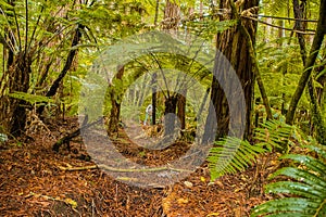 Trees in a red wood forest