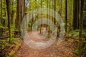 Trees in a red wood forest