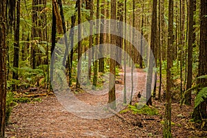 Trees in a red wood forest