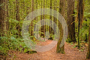 Trees in a red wood forest