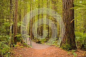 Trees in a red wood forest