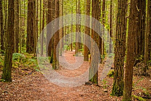 Trees in a red wood forest