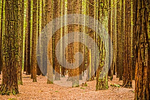 Trees in a red wood forest