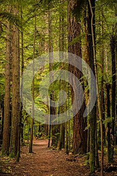 Trees in a red wood forest