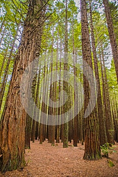 Trees in a red wood forest