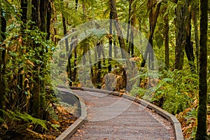 Trees in a red wood forest