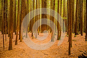 Trees in a red wood forest