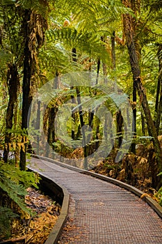 Trees in a red wood forest