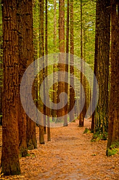 Trees in a red wood forest