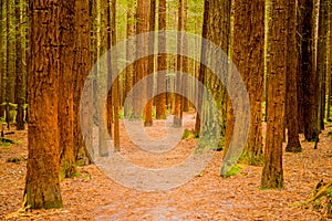 Trees in a red wood forest