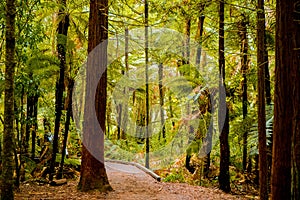 Trees in a red wood forest