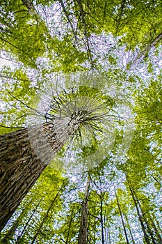 Trees in a red wood forest