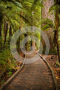 Trees in a red wood forest