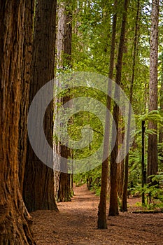 Trees in a red wood forest