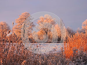 Trees, reed and river Atmata in winter, Lithuania