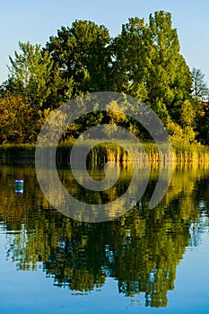 Trees, reeds and blue sky symmetrically reflected in lake
