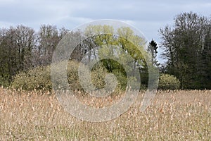 Trees, Reeds and Fields on Norfolk Broads by River Yare, Surlingham, Norfolk, England, UK