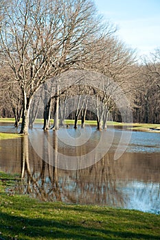 Trees refelected in floodwaters