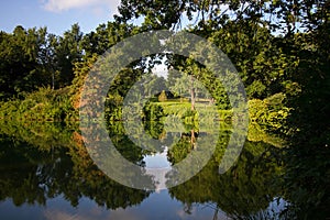 Trees reflect in calming lake in summertime