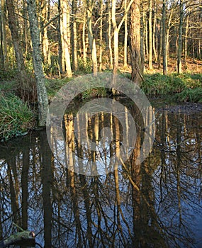 Trees reflected