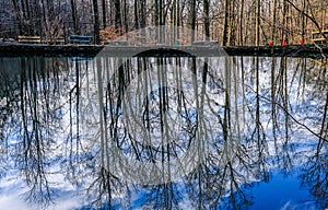 Trees Reflected in Calm Pond