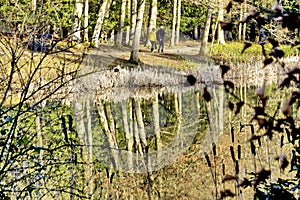 Trees Reflected in the China Pond at Wallington Hall
