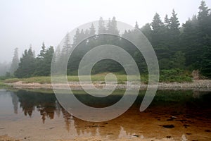 Trees reflected in lake