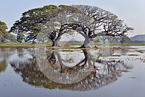 Trees reflected in lake Tissa Wewa, Sri Lanka