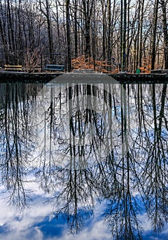 Trees Reflected in Pond