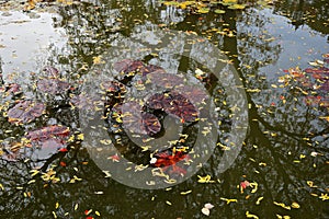 Trees reflected in a pool of water, with lily pads and autumn leaves