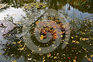 Trees reflected in a pool of water, with lily pads and autumn leaves