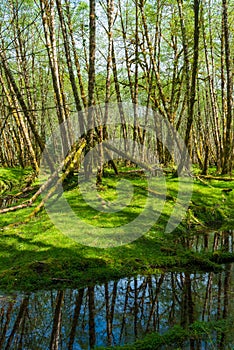 Trees Reflected in the Quinault River in the Olympic National Forest, Washington, USA