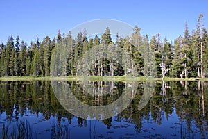 Trees reflected in Siesta Lake photo