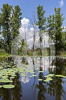 Trees reflected in a small pond with lily pads and a cloudy sky