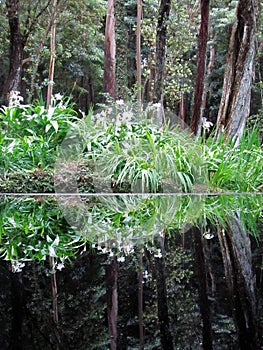 Zen forest photo