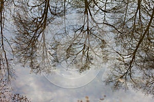 Trees reflected in the water