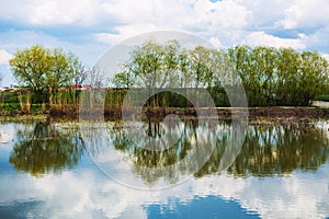 Trees reflected in water