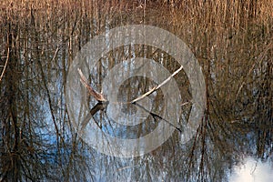 Trees reflected on water