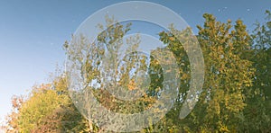 Trees reflected in the water as a background